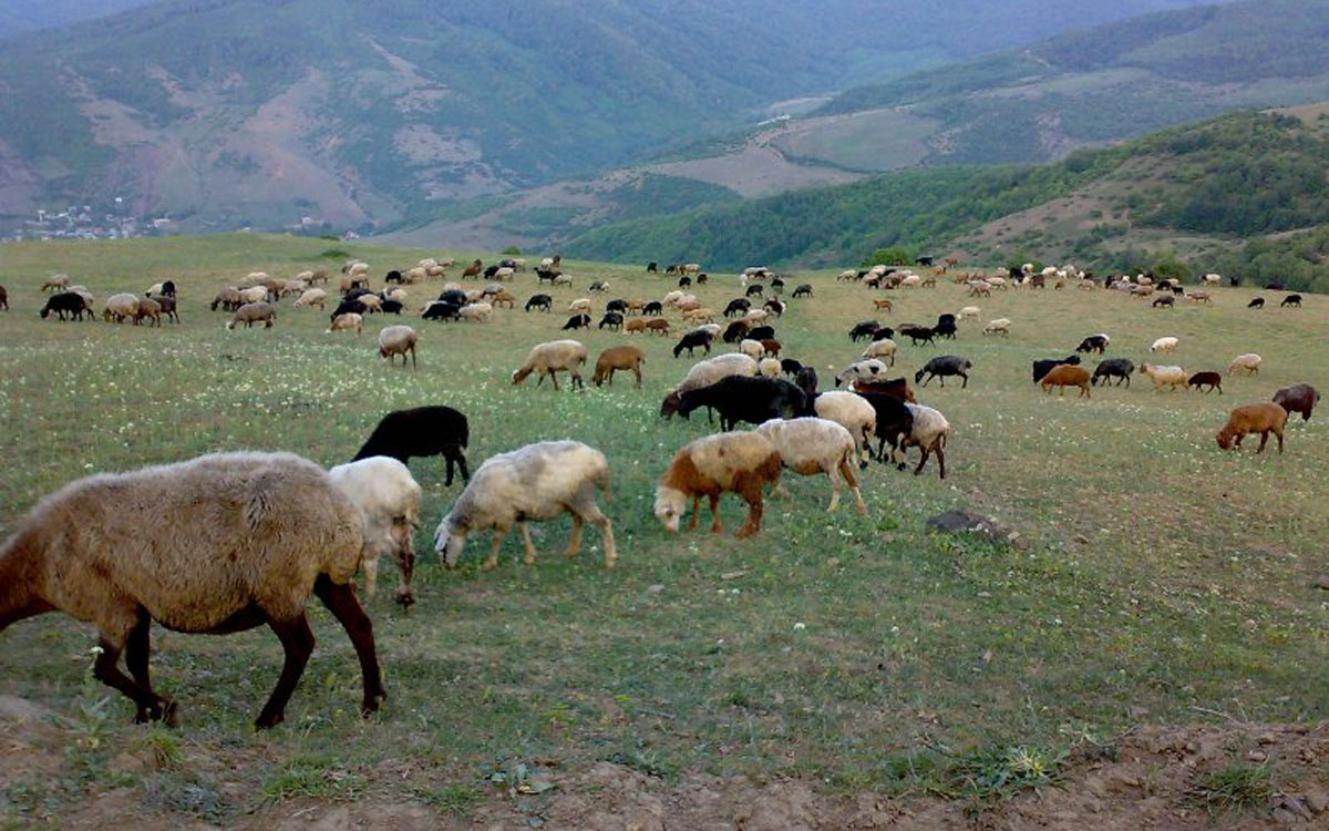 مراتع کشور