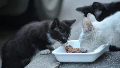 موش غذا گربه