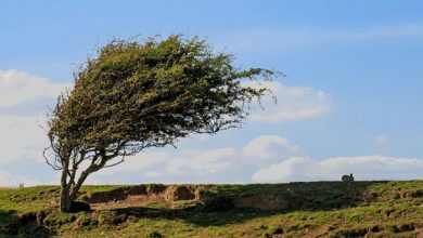 هواشناسی وزش باد شدید