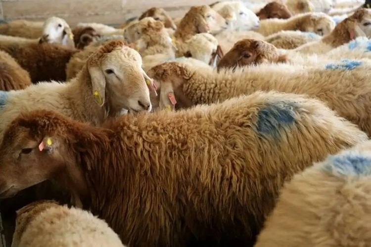 گوسفند زنده