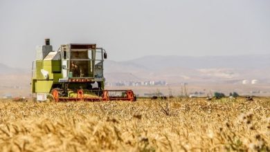 تسویه گندمکاران