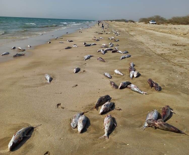 سواحل خزر