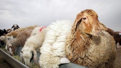 فروش دام زنده