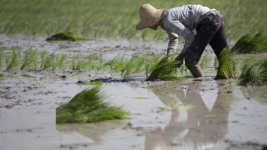 قیمت برنج