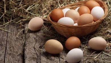 قیمت تخم مرغ