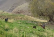 مراتع دماوند در خطر؛ یک ته‌سیگار تا فاجعه فاصله است