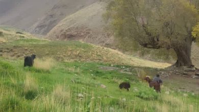 مراتع دماوند در خطر؛ یک ته‌سیگار تا فاجعه فاصله است