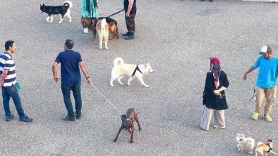 ممنوعیت سگ گردانی