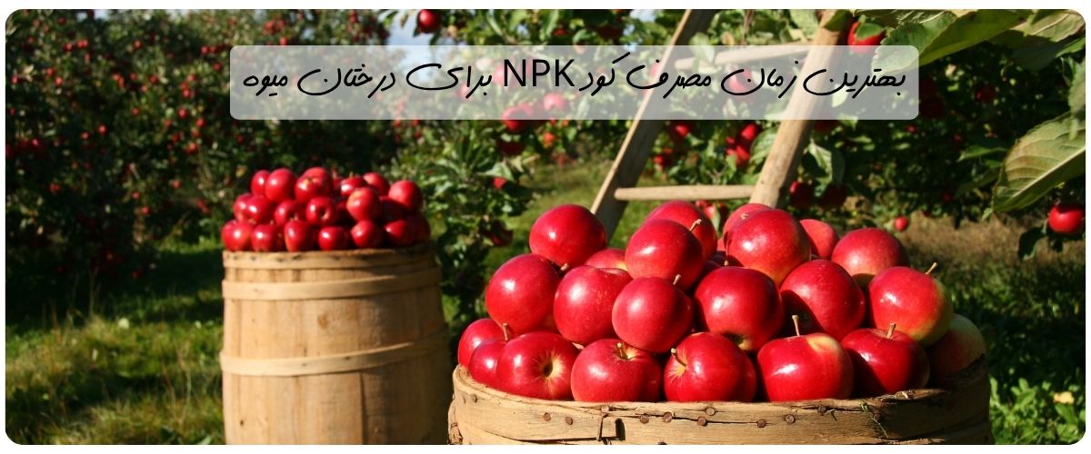 <h1>زمان مصرف کود npk برای درختان میوه [کاملترین نکات]</h1><p>درختان میوه برای رشد سالم، باردهی بالا و تولید میوه‌هایی با کیفیت، نیاز به تغذیه‌ای دقیق و هدفمند دارند. یکی از مؤثرترین و پرمصرف‌ترین کودهایی که در کشاورزی و باغداری استفاده می‌شود، کود NPK است؛ ترکیبی از سه عنصر نیتروژن، فسفر و پتاسیم. اما نکته‌ای که باعث تفاوت در نتیجه می‌شود، فقط نوع کود نیست بلکه زمان مصرف کود NPK برای درختان میوه است.</p><p>زمان مناسب کوددهی می‌تواند میزان جذب عناصر غذایی، مقاومت درخت در برابر تنش‌ها، و حتی طعم و اندازه میوه را تحت تأثیر قرار دهد. بسیاری از باغداران تنها روی مصرف کود تمرکز دارند، اما برنامه‌ریزی دقیق زمانی، تفاوت بین یک برداشت متوسط و یک برداشت پربار را رقم می‌زند.</p><h2><strong>کود NPK چیست و چرا برای درختان میوه اهمیت دارد؟</strong></h2><p>کود NPK یکی از مهم‌ترین ترکیبات تغذیه‌ای در باغداری مدرن است که از سه عنصر ضروری نیتروژن (N)، فسفر (P) و پتاسیم (K) تشکیل شده است. این عناصر هر کدام نقشی حیاتی در سلامت و عملکرد گیاه دارند:</p><ul>
<li><strong>نیتروژن (N):</strong> مسئول رشد رویشی، تولید برگ و افزایش سبزینگی درختان</li>
<li><strong>فسفر (P):</strong> تقویت‌کننده ریشه‌زایی، گل‌دهی و آغاز میوه‌دهی</li>
<li><strong>پتاسیم (K):</strong> افزایش‌دهنده کیفیت میوه، اندازه، طعم و مقاومت در برابر تنش‌های محیطی</li>
</ul><p>درختان میوه در طول سال به نسبت‌های متفاوتی از این عناصر نیاز دارند. به همین دلیل، انتخاب درست نوع کود و زمان استفاده از آن، نقش کلیدی در افزایش محصول و سلامت درختان ایفا می‌کند. <a href="https://darakud.com/product-category/npk-fertilizer/" rel="follow noopener" target="_blank">کود npk </a> در انواع مایع تولید می‌شوند و در باغات می‌توان آن‌ها را به‌صورت <strong>آبیاری یا محلول‌پاشی</strong> مصرف کرد.</p><h2><strong>زمان مصرف کود NPK برای درختان میوه</strong></h2><p><strong><img src="https://cdn.triboon.net/media/reportage_images/e7d00d88-91be-4305-a1ae-586766c42884.jpg" alt="بهترین زمان مصرف کود npk برای درختان میوه"></strong></p><p>درختان میوه در طول چرخه رشد خود، نیازهای تغذیه‌ای متفاوتی دارند. استفاده از کود NPK در زمان درست و با فرمول مناسب، نقش بسیار مهمی در افزایش محصول، کیفیت میوه و مقاومت گیاه دارد. در این بخش، به تفکیک مراحل رشد، بهترین زمان مصرف کود NPK را بررسی می‌کنیم:</p><h3><strong>مرحله رشد رویشی (ابتدای بهار تا اوایل تابستان)</strong></h3><p>در این مرحله، هدف اصلی تقویت برگ‌ها، شاخه‌ها و ریشه‌هاست. درختان به مقدار زیادی نیتروژن نیاز دارند تا با انرژی وارد فصل رشد شوند. استفاده از کود NPK با نیتروژن بالا مانند کود 30-10-10 یا 20-20-20 در این بازه بسیار مفید است.</p><p>زمان مصرف پیشنهادی: ابتدای فصل رشد (اواخر زمستان تا اوایل بهار)</p><h3><strong> مرحله گل‌دهی و تشکیل میوه</strong></h3><p>در این بازه، گیاه از فاز رویشی به فاز زایشی می‌رود و نیاز به فسفر و پتاسیم افزایش می‌یابد. استفاده از کودهای فسفر بالا مثل 10-52-10 باعث تقویت گل‌دهی و افزایش احتمال تشکیل میوه‌های سالم می‌شود.</p><p>زمان مصرف پیشنهادی: قبل از گل‌دهی کامل تا زمان تشکیل میوه</p><h3><strong> مرحله رشد و رسیدگی میوه</strong></h3><p>در این دوره، تمرکز درخت روی رشد میوه است. پتاسیم نقش کلیدی در افزایش اندازه، رنگ، طعم و ماندگاری میوه‌ها دارد. مصرف کود پتاس بالا مثل 12-12-36 یا شوک پتاس 95% توصیه می‌شود.</p><p>زمان مصرف پیشنهادی: از شروع رشد میوه تا نزدیک برداشت</p><h3><strong> مرحله پایان فصل رشد (قبل از خواب زمستانی)</strong></h3><p>در اواخر فصل رشد، تقویت ریشه‌ها برای ورود به زمستان اهمیت دارد. فسفر بالا در این مرحله به تقویت سیستم ریشه‌ای کمک می‌کند، در حالی که پتاسیم باعث افزایش مقاومت به سرما می‌شود.</p><p>زمان مصرف پیشنهادی: اواخر تابستان تا اوایل پاییز</p><h2><strong>روش مصرف کود NPK برای درختان میوه </strong></h2><p><strong><img src="https://cdn.triboon.net/media/reportage_images/4438622d-a635-4101-97a1-f2fdd315e592.jpg" alt="روش مصرف کود npk برای درختان میوه"></strong></p><p>نحوه مصرف کود NPK تأثیر مستقیم بر جذب عناصر مغذی دارد. درختان میوه به دلیل ریشه‌های عمیق و گسترده، معمولاً از طریق آبیاری بیشترین بهره را می‌برند، اما در برخی شرایط، محلول‌پاشی نیز ضروری است. در ادامه، روش‌های رایج و کاربردی مصرف این کود را بررسی می‌کنیم:</p><h3><strong> آبیاری</strong></h3><p>در این روش، کود مایع در آب حل شده و به‌صورت مستقیم در پای درخت آبیاری می‌شود. این روش برای درختان میوه بسیار مؤثر است، زیرا:</p><ul>
<li>تغذیه از طریق ریشه‌ها انجام می‌شود</li>
<li>اثر ماندگارتری دارد</li>
<li>مناسب برای کوددهی در مراحل رشد و باردهی</li>
</ul><p><strong>دوز پیشنهادی:</strong> ۱۰ تا ۲۰ لیتر کود NPK محلول در ۱۰۰۰ لیتر آب برای هر هکتار (بسته به نوع کود و مرحله رشد)</p><h3><strong> محلول‌پاشی برگی</strong></h3><p>در مواقعی که گیاه دچار کمبود سریع عناصر است یا جذب از طریق ریشه دشوار باشد، محلول‌پاشی یک گزینه ایده‌آل است:</p><ul>
<li>کود روی برگ‌ها اسپری می‌شود و جذب از روزنه‌ها صورت می‌گیرد</li>
<li>سرعت اثرگذاری بالا</li>
<li>مخصوص شرایط اضطراری یا تقویتی در دوره گل‌دهی و رشد میوه</li>
</ul><p><strong>دوز پیشنهادی:</strong> ۳ تا ۶ لیتر کود مایع در ۱۰۰۰ لیتر آب (با توجه به تراکم شاخ و برگ درختان)</p><p><strong> دوز مصرفی پیشنهادی برای درختان میوه:</strong></p><table style="border-collapse:  collapse; border-color:  #888888; border-style:  solid; width:  100%;" border="1">
<tbody>
<tr>
<td>
<p>مرحله رشد</p>
</td>
<td>
<p>نوع کود پیشنهادی</p>
</td>
<td>
<p>روش مصرف</p>
</td>
<td>
<p>دوز مصرفی</p>
</td>
</tr>
<tr>
<td>
<p>رشد رویشی</p>
</td>
<td>
<p>کود 20-20-20</p>
</td>
<td>
<p>آبیاری</p>
</td>
<td>
<p>۱۰ تا ۱۵ لیتر در هکتار</p>
</td>
</tr>
<tr>
<td>
<p>قبل از گل‌دهی</p>
</td>
<td>
<p>کود 10-52-10 (فسفر بالا)</p>
</td>
<td>
<p>محلول‌پاشی</p>
</td>
<td>
<p>۳ تا ۵ لیتر در ۱۰۰۰ لیتر آب</p>
</td>
</tr>
<tr>
<td>
<p>دوره تشکیل میوه</p>
</td>
<td>
<p>پتاس بالا (مثل 12-12-36)</p>
</td>
<td>
<p>آبیاری</p>
</td>
<td>
<p>۱۵ تا ۲۰ لیتر در هکتار</p>
</td>
</tr>
<tr>
<td>
<p>پیش از پاییز</p>
</td>
<td>
<p>پتاس و فسفر بالا</p>
</td>
<td>
<p>آبیاری</p>
</td>
<td>
<p>۱۰ تا ۱۲ لیتر در هکتار</p>
</td>
</tr>
</tbody>
</table><h2> انواع کود NPK برای درختان میوه</h2><p>هر درخت میوه‌ای در طول فصل رشد نیاز تغذیه‌ای خاص خود را دارد. انتخاب کود مناسب NPK، نه تنها باعث رشد بهتر، بلکه در افزایش کیفیت و مقدار میوه نیز مؤثر است. در ادامه، ۴ نمونه از کودهای مایع پرفروش بازار را معرفی می‌کنیم که برای درختان میوه بسیار مؤثر و کاربردی هستند.</p><h3><strong>کود ازت بالا (نیتروژن بالا)</strong></h3><p>در مراحل ابتدایی رشد درخت، گیاه به مقدار زیادی نیتروژن نیاز دارد تا شاخ‌وبرگ و سبزینگی را افزایش دهد. کود ازت بالا باعث افزایش فتوسنتز، تقویت بافت‌های گیاه و سرعت رشد اولیه می‌شود.</p><p><strong>کاربرد:</strong></p><ul>
<li>مناسب برای آغاز فصل رشد</li>
<li>ایده‌آل برای درختان تازه‌کاشته شده</li>
<li>کمک به سبزینگی و توسعه شاخه و برگ</li>
</ul><h3><strong>کود سه بیست (20-20-20) </strong></h3><p>این فرمول متعادل، ترکیبی از هر سه عنصر اصلی را به‌صورت برابر دارد و برای مراحل میانی رشد درخت میوه استفاده می‌شود. این کود باعث تقویت کلی ساختار گیاه می‌شود و به حفظ سلامت عمومی درخت کمک می‌کند.</p><p><strong>کاربرد:</strong></p><ul>
<li>قابل استفاده در طول فصل رشد</li>
<li>مناسب برای تثبیت رشد رویشی و زایشی</li>
<li>قابل استفاده برای بیشتر درختان میوه و زینتی</li>
</ul><p>در یک مقاله منتشر شده در وب‌سایت Martha Stewart که به عنوان یکی از منابع معتبر در زمینه باغبانی شناخته می‌شود، تأکید شده است که استفاده از کودهای با نسبت متعادل مانند کود سه بیست برای درختان میوه بسیار مفید و کارآمد است. در این مقاله آمده است:</p><blockquote>
<p>« کودهایی با نسبت NPK برابر مانند 20-20-20 به‌طور گسترده برای کوددهی درختان میوه استفاده می‌شوند، چرا که این عناصر برای رشد سالم، تقویت ریشه و افزایش باردهی ضروری هستند.»</p>
</blockquote><h3><strong>کود فسفر بالا (10-52-10)</strong></h3><p>وقتی زمان گل‌دهی درختان فرا می‌رسد، نیاز به فسفر بالا احساس می‌شود. این کود مخصوص تقویت ریشه و افزایش تعداد گل‌هاست. همچنین در ابتدای کاشت نهال یا هنگام انتقال نیز استفاده می‌شود.</p><p><strong>کاربرد:</strong></p><ul>
<li>مناسب برای درختانی که وارد فاز گل‌دهی می‌شوند</li>
<li>تقویت ریشه نهال‌های جوان</li>
<li>افزایش گل‌دهی و باردهی اولیه</li>
</ul><h3><strong>کود پتاس بالا (12-12-36 یا پتاس ۹۵٪) </strong></h3><p>در مراحل پایانی فصل رشد، وقتی میوه‌ها در حال کامل شدن هستند، پتاسیم بالا به بهبود طعم، ماندگاری و رنگ میوه کمک می‌کند. همچنین این کود در تقویت مقاومت گیاه در برابر تنش‌های محیطی مؤثر است.</p><p><strong>کاربرد:</strong></p><ul>
<li>افزایش کیفیت، سایز و طعم میوه</li>
<li>مناسب برای زمان نزدیک به برداشت</li>
<li>قابل استفاده برای مرکبات، انگور، سیب، هلو، و...</li>
</ul><p><iframe src="https://www.aparat.com/video/video/embed/videohash/cov40z1/vt/frame"></iframe></p><p><img src="https://cdn.triboon.net/media/reportage_images/aad59575-b38c-45d1-bf6b-8f1833261917.jpg" alt="زمان مصرف کود npk برای درختان میوه"></p><p><strong>جمع‌بندی نهایی</strong></p><p>انتخاب زمان مصرف کود NPK برای درختان میوه نقش بسیار مهمی در رشد، باردهی و سلامت درخت ایفا می‌کند. استفاده از کود مناسب در مرحله‌ی درست، باعث افزایش گل‌دهی، بهبود کیفیت میوه و مقاومت گیاه در برابر تنش‌های محیطی می‌شود.</p><p>اگر باغدار یا گلخانه‌دار هستید، به خاطر داشته باشید که شناخت نیازهای گیاه، توجه به فصل، مرحله رشد و نوع خاک، کلید موفقیت در تغذیه گیاهان است. همچنین پیشنهاد می‌شود برای انتخاب دقیق‌تر کود، از مشاوره کارشناسان کشاورزی نیز استفاده کنید تا بهترین نتیجه را بگیرید.</p><h3>سوالات متداول</h3><p><strong>۱. بهترین زمان کوددهی درختان میوه با کود NPK چه زمانی است؟</strong></p><p>در فصل بهار و اوایل تابستان، زمانی‌که درختان در مرحله رشد رویشی و گل‌دهی هستند. برای میوه‌دهی و افزایش کیفیت میوه نیز در اواخر تابستان و اوایل پاییز استفاده می‌شود.</p><p><strong>۲. کود NPK را با چه روشی به درختان بدهیم؟</strong></p><p>به‌صورت محلول‌پاشی روی برگ‌ها یا از طریق آبیاری در خاک؛ روش آبیاری برای درختان میوه کاربردی‌تر است.</p><p><strong>۳. از کدام نوع کود NPK برای میوه‌دهی بهتر استفاده کنیم؟</strong></p><p>کود با پتاسیم بالا (مثل 36-12-12 یا پتاسیم ۹۵٪) در مراحل پایانی رشد باعث بهبود طعم، سایز و ماندگاری میوه می‌شود.</p>