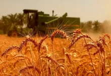 خرید تضمینی گندم