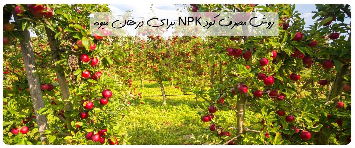 روش مصرف کود npk برای درختان میوه - تصویر 2
