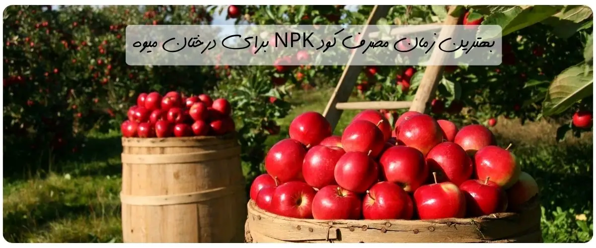 زمان مصرف کود npk برای درختان میوه [کاملترین نکات]
