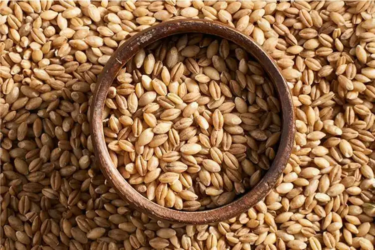 سفارش جو