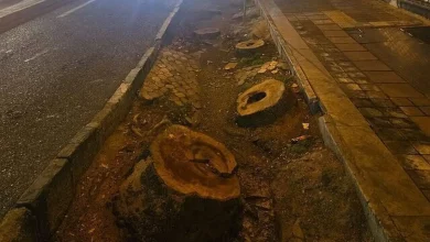 قطع درختان خیابان فلسطین