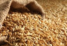 قیمت گندم