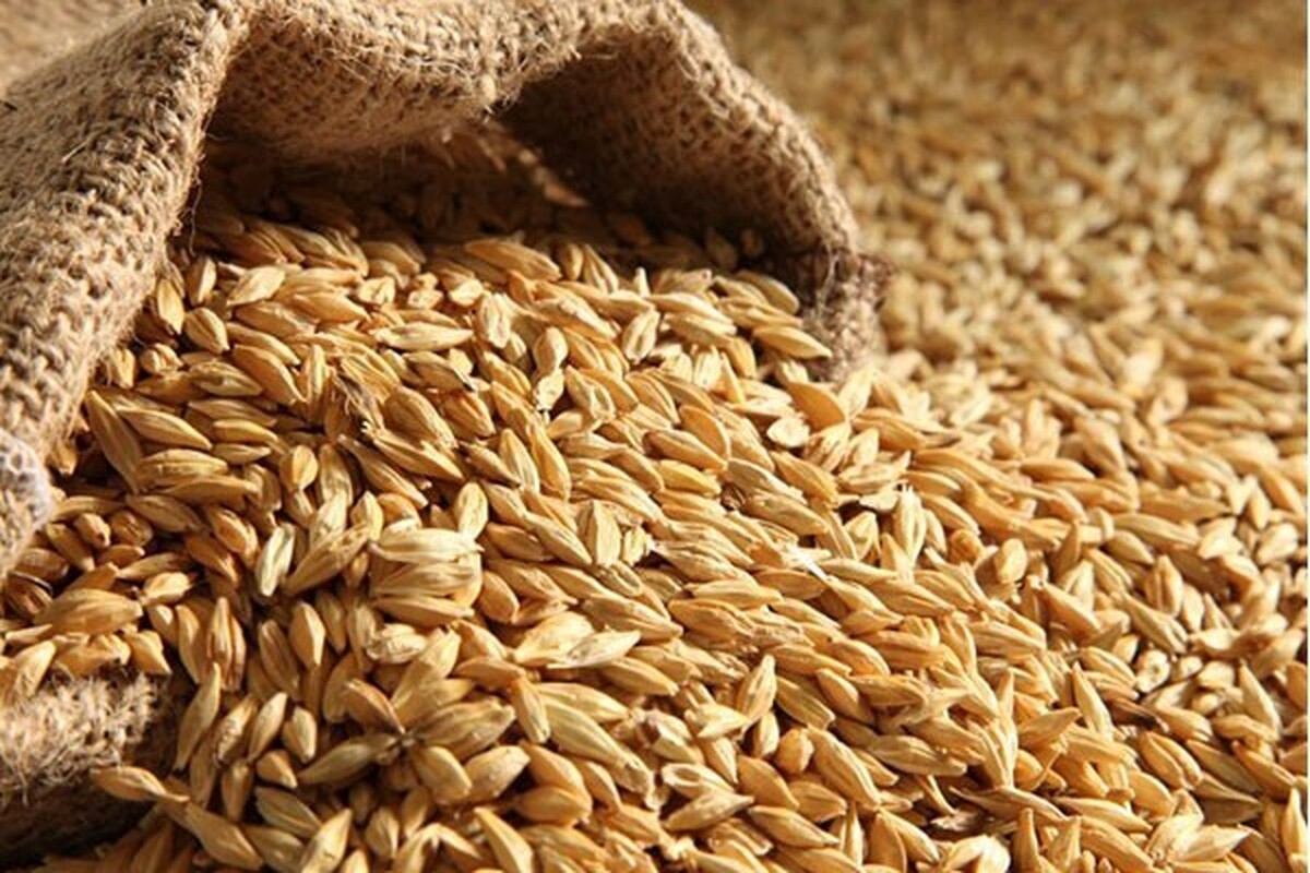 قیمت گندم