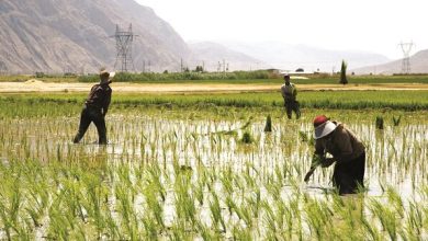 ممنوعیت کشت برنج مازندران