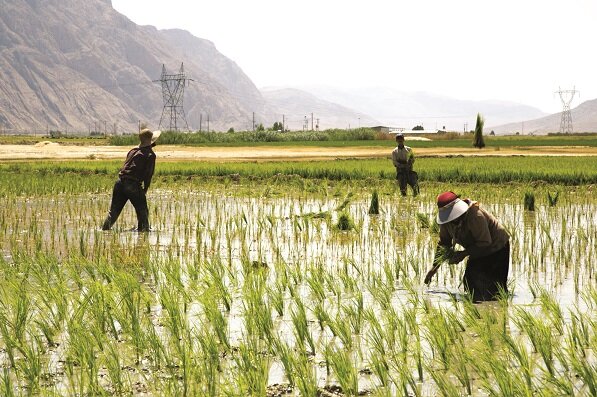 ممنوعیت کشت برنج مازندران