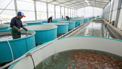 نانو حباب در پرورش ماهی