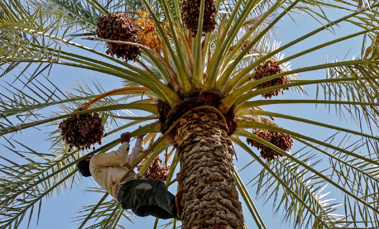 خرما در هرمزگان