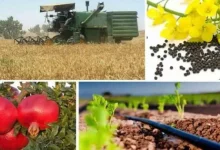 نرخ تورم در بخش کشاورزی