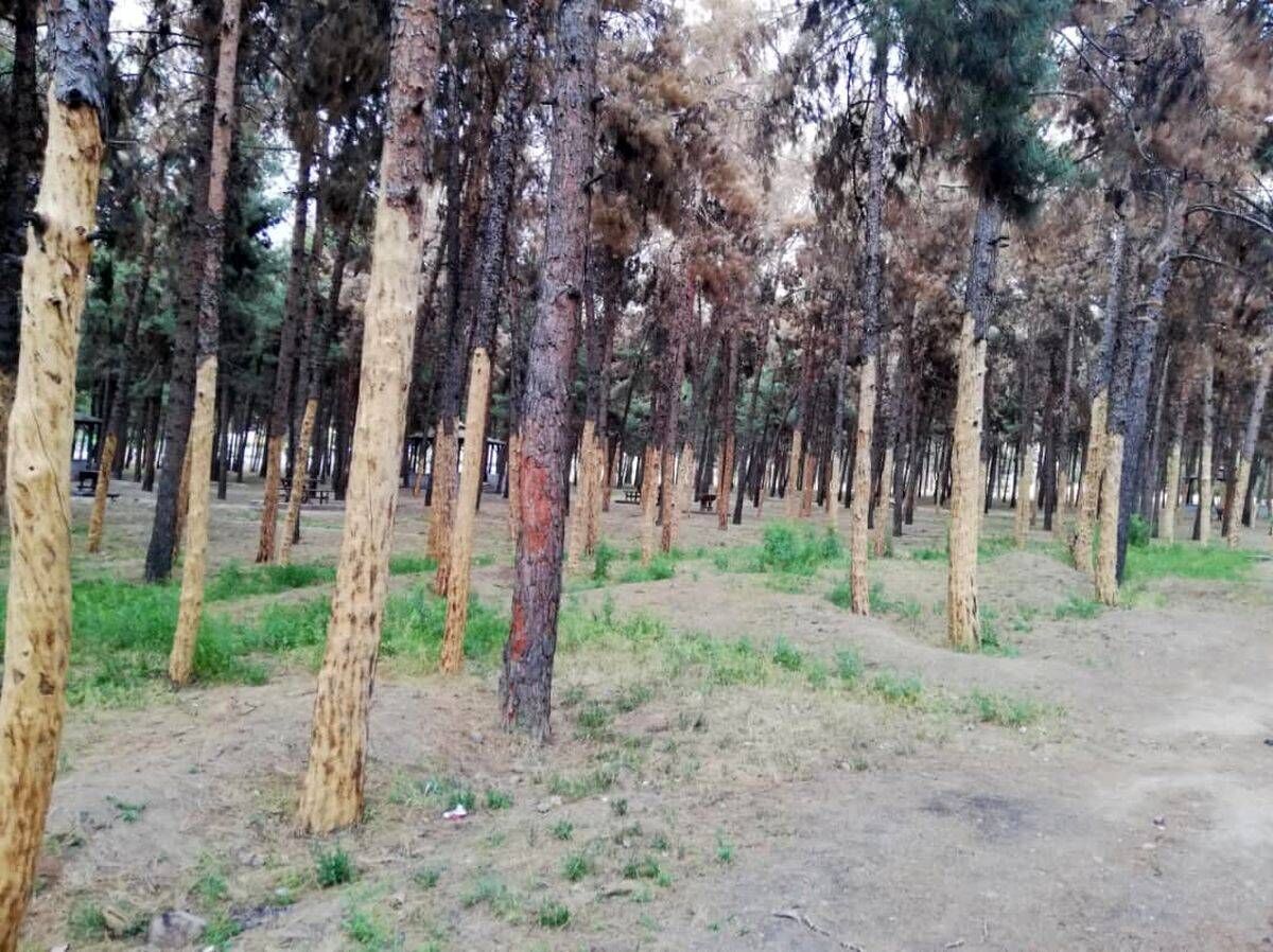 درخت تازه