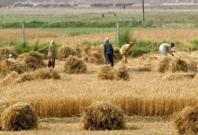 پرداخت مطالبات گندمکاران