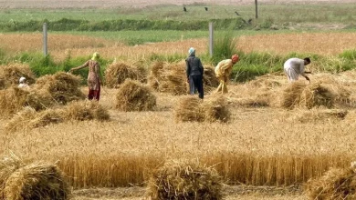 پرداخت مطالبات گندمکاران