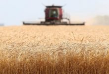 قیمت خرید تضمینی گندم