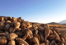 جایگزینی چغندرقند