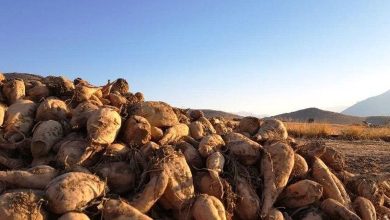 جایگزینی چغندرقند