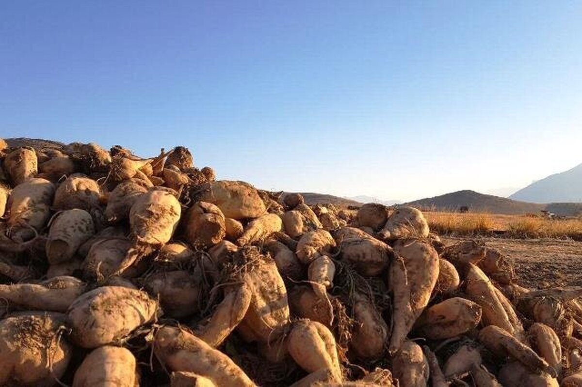 جایگزینی چغندرقند