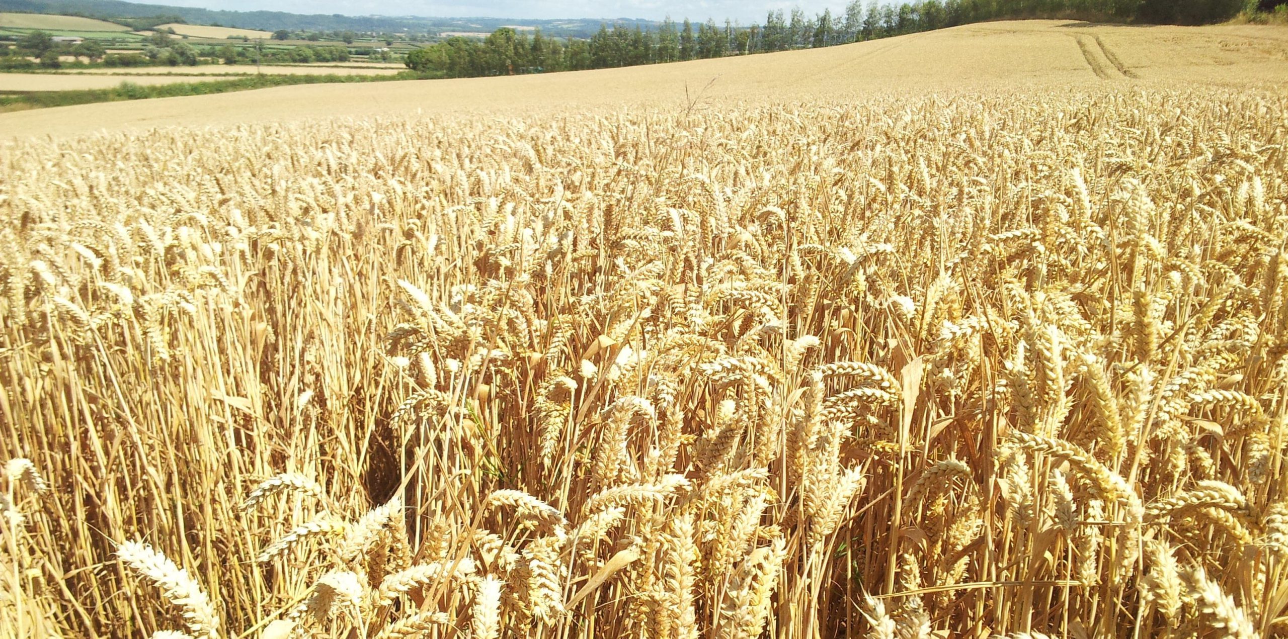 تعیین نرخ گندم
