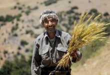 گندم‌کاران طلبکار