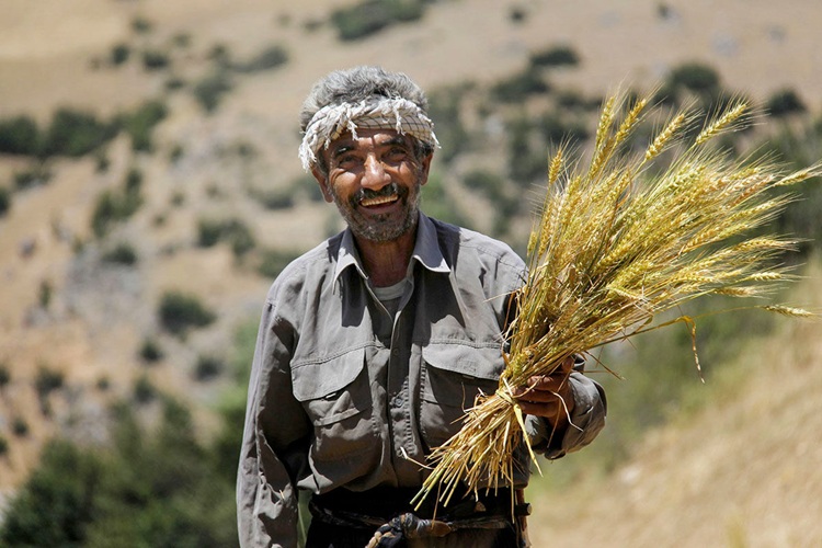 گندم‌کاران طلبکار