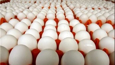افزایش قیمت تخم‌مرغ
