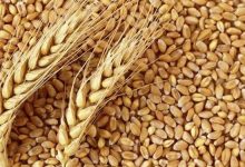 بخشنامه جدید قیمت گندم