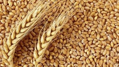 بخشنامه جدید قیمت گندم