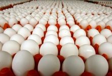 قیمت تخم مرغ