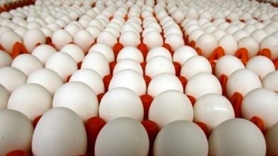قیمت تخم مرغ