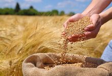 قیمت خرید تضمینی گندم