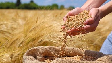 قیمت خرید تضمینی گندم
