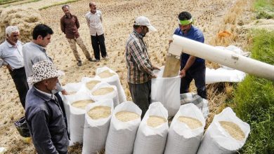 قیمت‌گذاری برنج داخلی