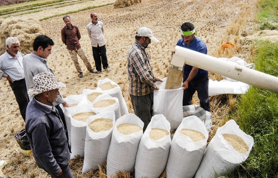قیمت‌گذاری برنج داخلی