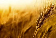 خرید تضمینی گندم