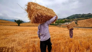 نابودی مزارع گندم