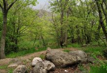 خون محیط‌بانان