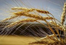 پیش بینی خرید تضمینی گندم