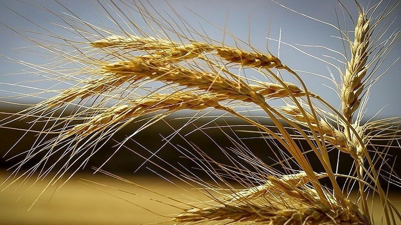 پیش بینی خرید تضمینی گندم