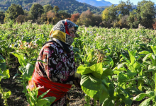 کشاورزی در گلستان
